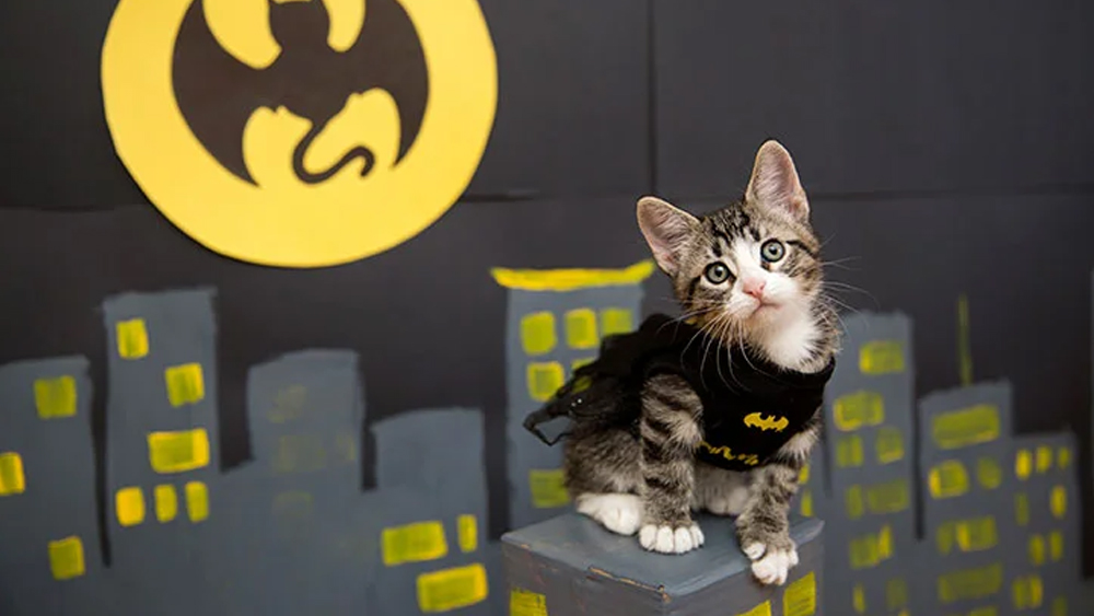 Batman cat costume