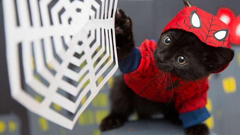 Spiderman costume for cats